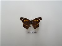 藏品(東方喙蝶)的圖片